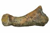 Fossil Thescelosaurus Metatarsal - Montana #176535-3